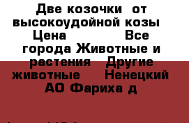 Две козочки  от высокоудойной козы › Цена ­ 20 000 - Все города Животные и растения » Другие животные   . Ненецкий АО,Фариха д.